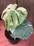Live Plant - Monstera 'Thai Constellation' - 6-inch pot