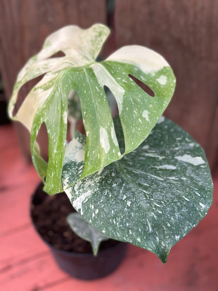 Live Plant - Monstera 'Thai Constellation' - 6-inch pot