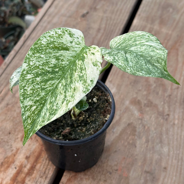 Live Plant - Monstera 'White Monster' - 4-inch pot