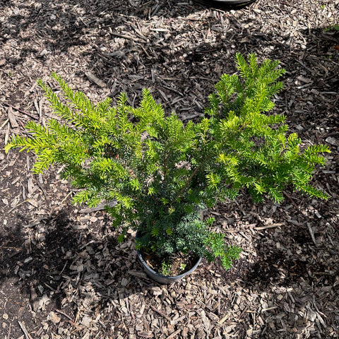 (ornamental) Morden Yew - Mid-Summer SALE