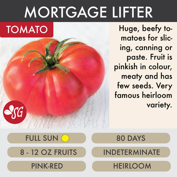 Mortgage Lifter (Halladay's Strain) - Tomato Plant Pre-Order 2026