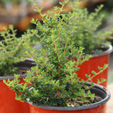 Live Plant - Moujean Tea