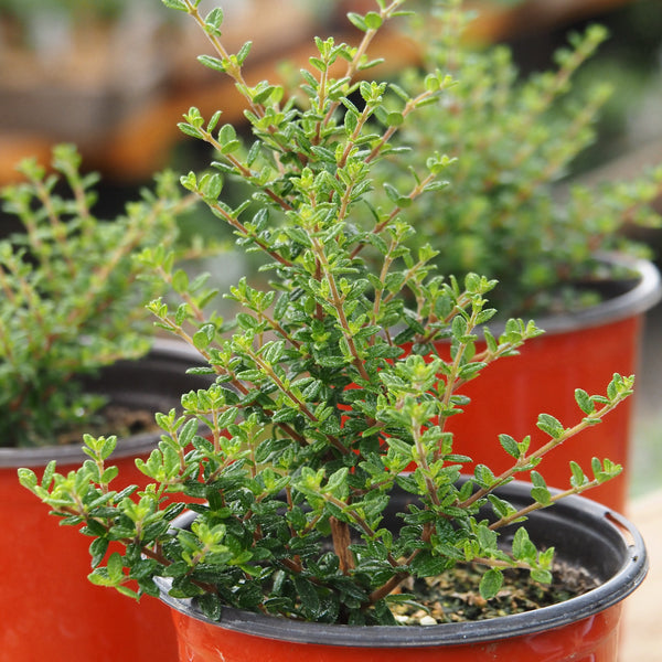 Live Plant - Moujean Tea
