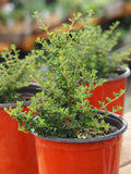 Live Plant - Moujean Tea