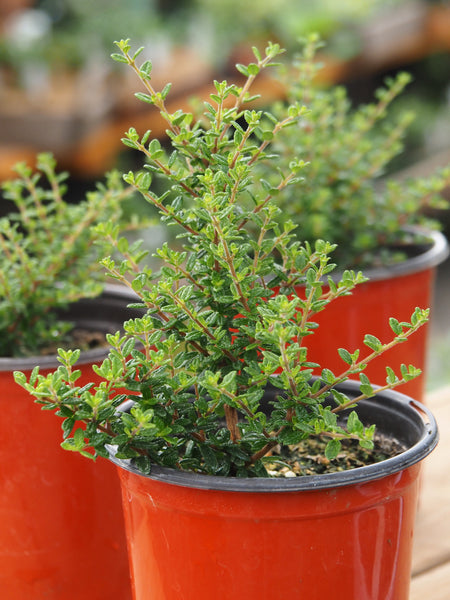 Live Plant - Moujean Tea