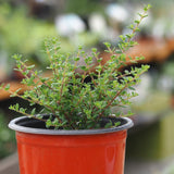 Live Plant - Moujean Tea