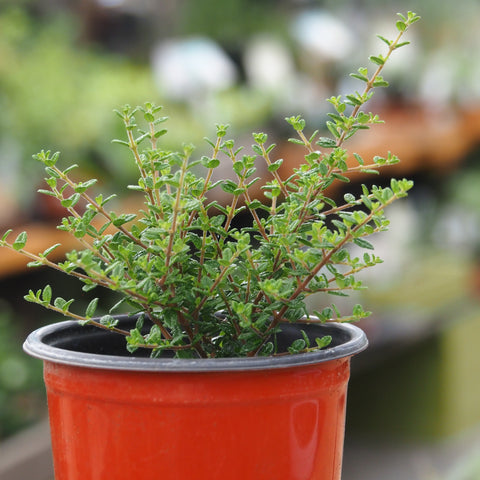 Live Plant - Moujean Tea