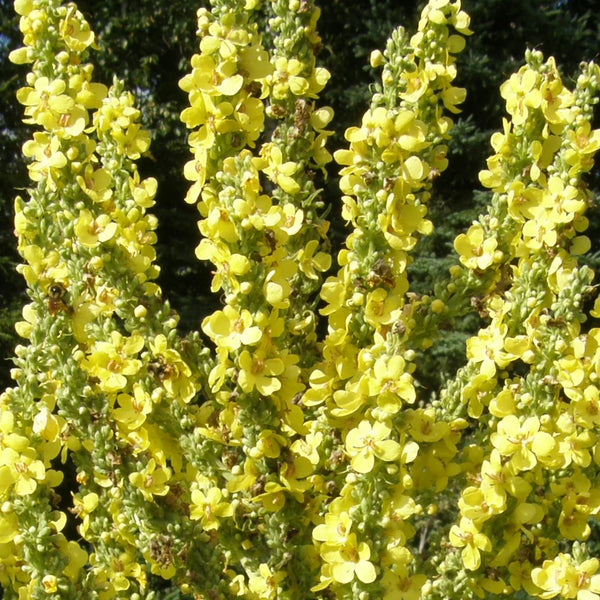 Mullein, Olympian (Organically Grown Seeds)