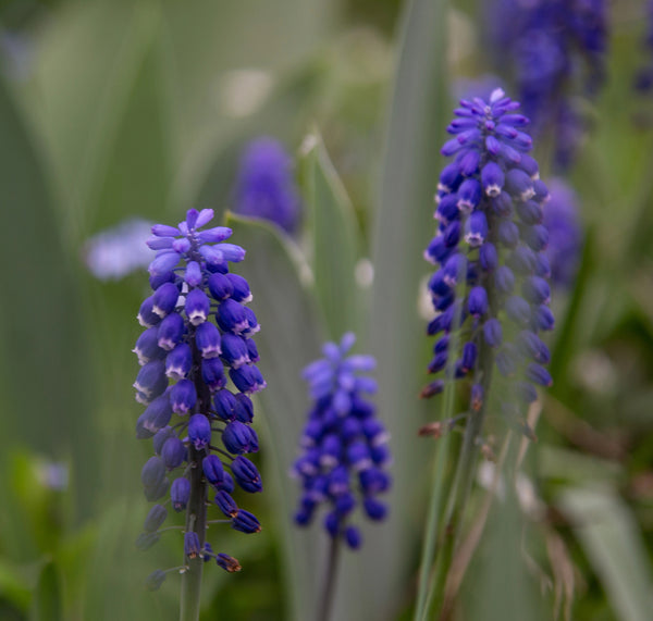 Fall Flower Bulbs 2026 - Muscari 'Night Eyes' (Grape Hyacinth)