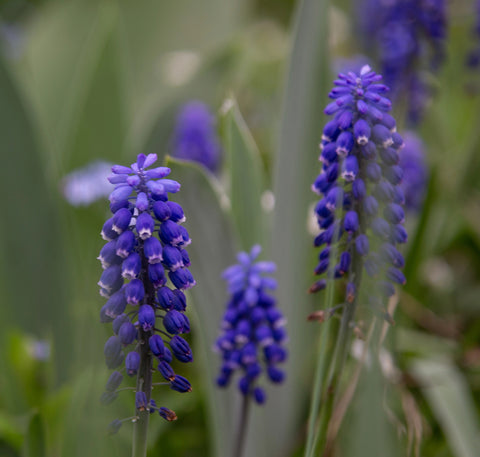Fall Flower Bulbs 2026 - Muscari 'Night Eyes' (Grape Hyacinth)