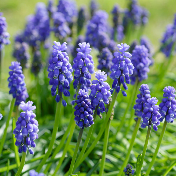 Bulbs - Muscari armeniacum (Grape Hyacinth)