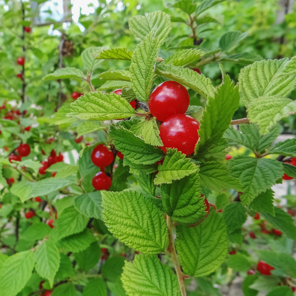 Cherry, Nanking Red - 2-gallon