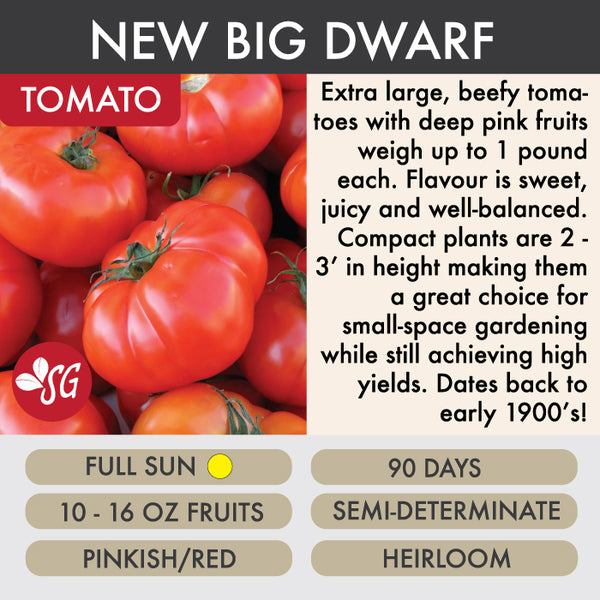 New Big Dwarf - Tomato Plant Pre-Order 2026