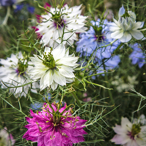 Nigella, Love in a Mist (Organically Grown Seeds)