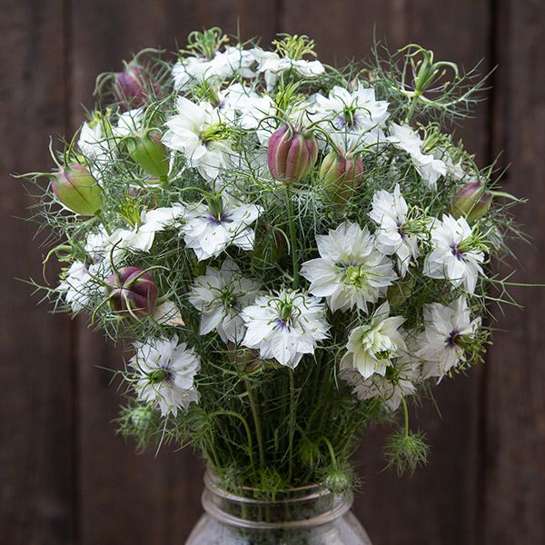 Nigella, Cramer's Purple (Organically Grown Seeds)