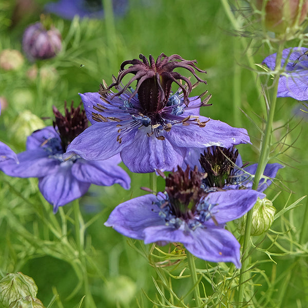 Nigella, Exotica (Organically Grown Seeds)