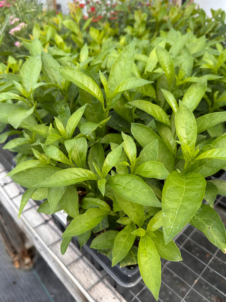 Behind the Scenes Tour at Sage Garden - Sunday, September 28, 2025
