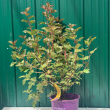 Live Plant -  Ninebark, Amber Jubilee