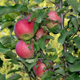 Apple, Norland Dwarf (7-gallon)
