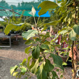 Apple, Odyssey - 5-6 ft