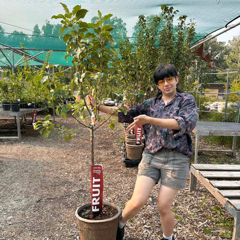 Apple, Dwarf Odyssey (7-gallon)