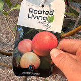 Apple, Odyssey - 5-6 ft