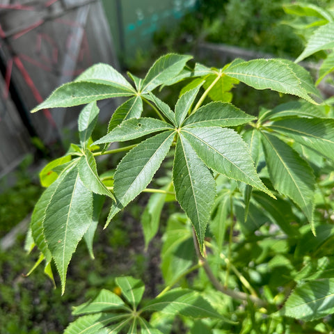 (ornamental) Ohio Buckeye - Mid-Summer SALE