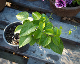 Live Plant - Ololiuqui (Rivea corymbosa)