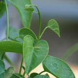 Live Plant - Ololiuqui (Rivea corymbosa)