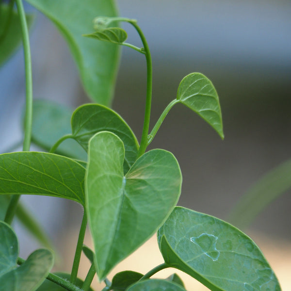 Live Plant - Ololiuqui (Rivea corymbosa)