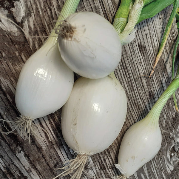 Seeds - Onion, Gladstone OG (T)