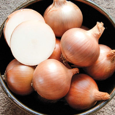 Seeds - Onion, Calibra OG (HM)