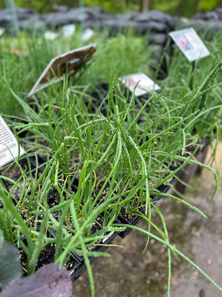 Onions, Leeks and Shallots from Seed - January 31, 2026 - 1:00 pm