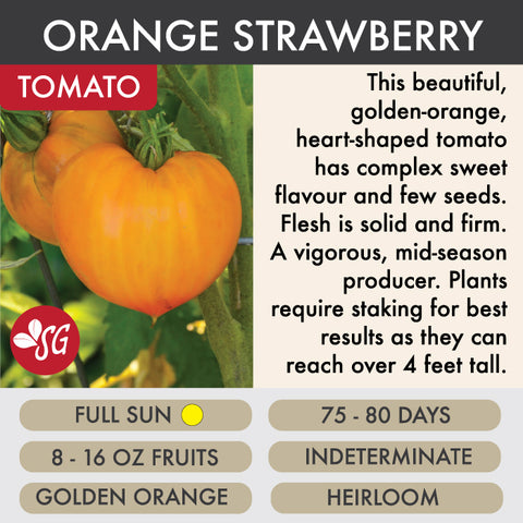 Orange Strawberry - Tomato Plant Pre-Order 2026