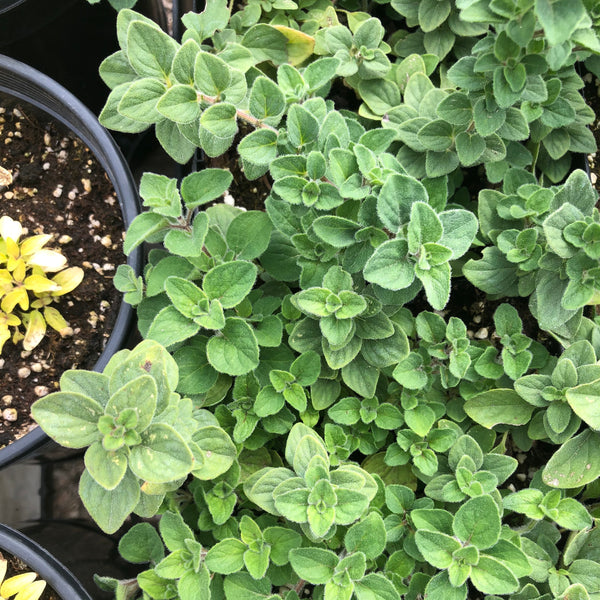 Herb Collection - Set of 5 in root developer pots