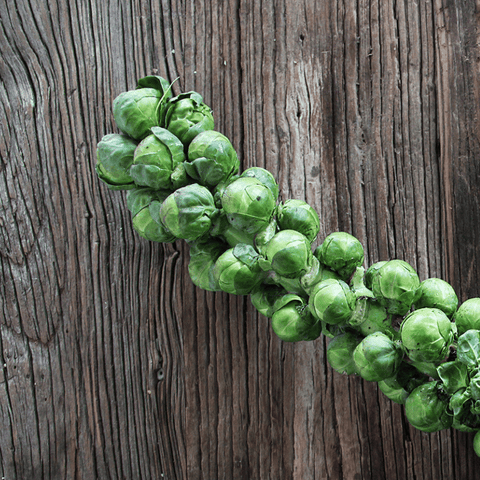 Seeds - Brussels Sprouts, Sativa OG (F)