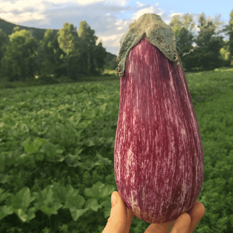 Seeds - Eggplant, Listada di Gandia OG (F)