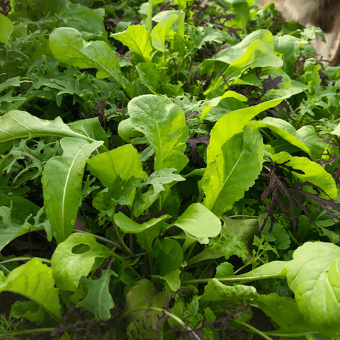 Seeds - Salad Mix, Mighty Spicy Fruition Mesclun OG (F)