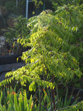 Rare Plant Tour with Dave - Saturday, October 10 2026 - 3 pm