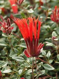 Behind the Scenes Plant Tour with Dave - Saturday, October 10 2026 - 1 pm