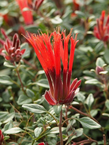 Behind the Scenes Plant Tour with Dave - Saturday, October 10 2026 - 1 pm