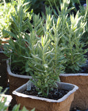 Fall Propagation Project - Saturday, October 24, 2026 - 1 pm