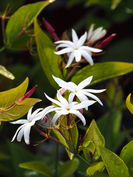 Rare Plant Tour with Dave - Saturday, October 10 2026 - 3 pm