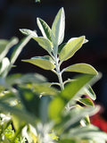 Fall Propagation Project - Saturday, October 24, 2026 - 1 pm