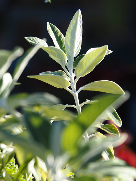 Fall Propagation Project - Saturday, October 24, 2026 - 1 pm