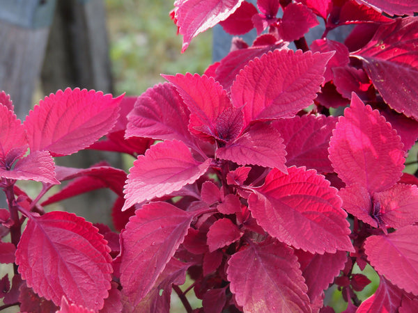 Fall Propagation Project - Saturday, October 24, 2026 - 1 pm
