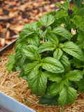 Herb Gardening, Levelled Up - March 21, 2026 - 1:00 pm