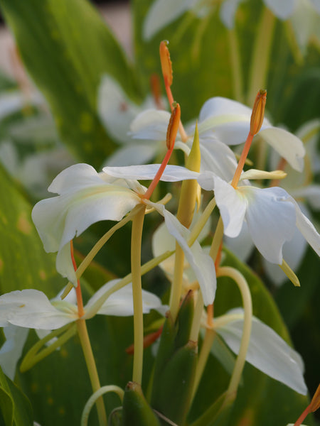 Behind the Scenes Plant Tour with Dave - Saturday, October 10 2026 - 1 pm