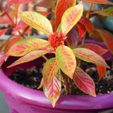 Rare Plant Tour with Dave - Saturday, October 10 2026 - 3 pm