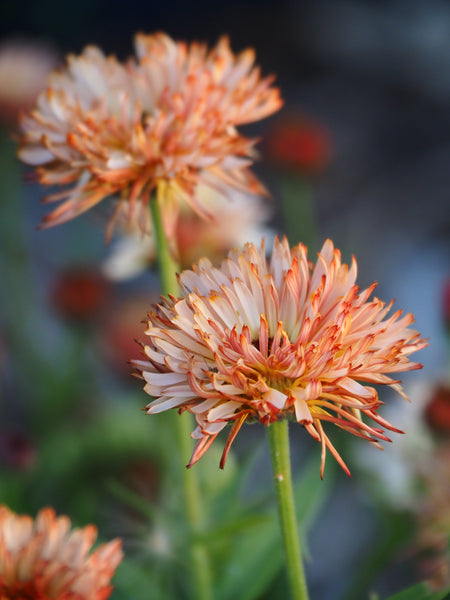 Seed Starting to SAVE you Money! - March 14, 2026 - 1:00 pm